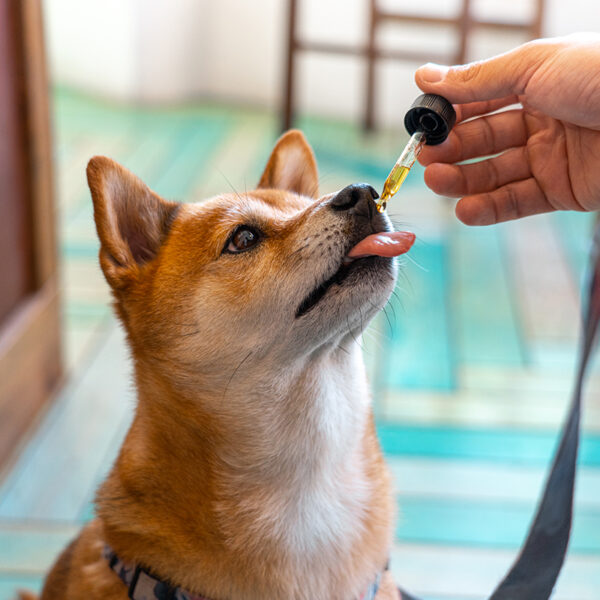 A cute gold and white dog sticking out their tongue to accept some Companna CBD oil.