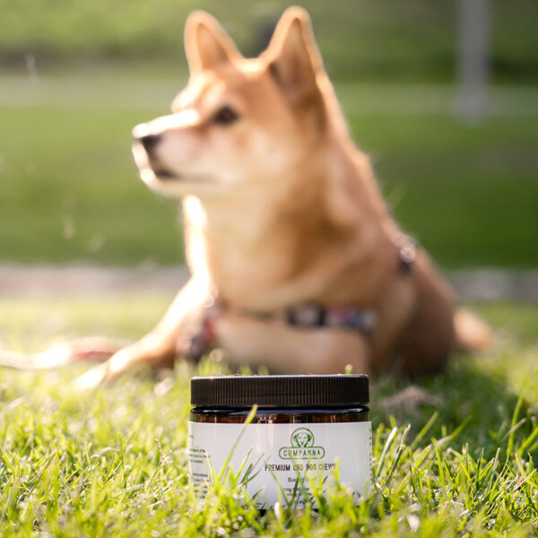 Companna CBD dog chews with a dog laying down behind them in the grass.