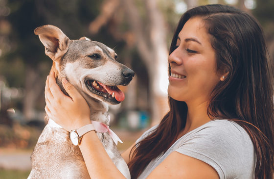 Best ways to give your dog CBD