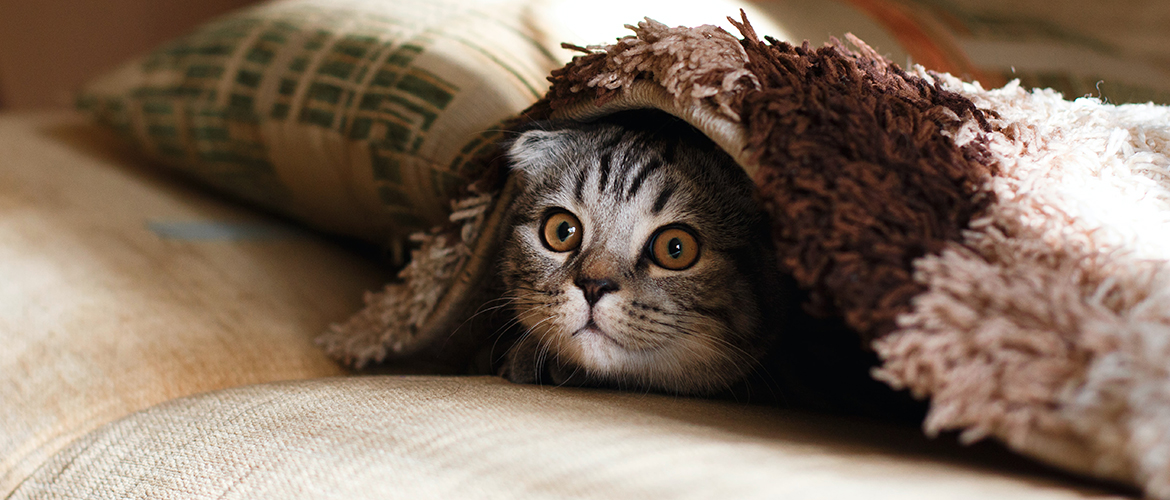 A cat peeking its head out from under a blanket.