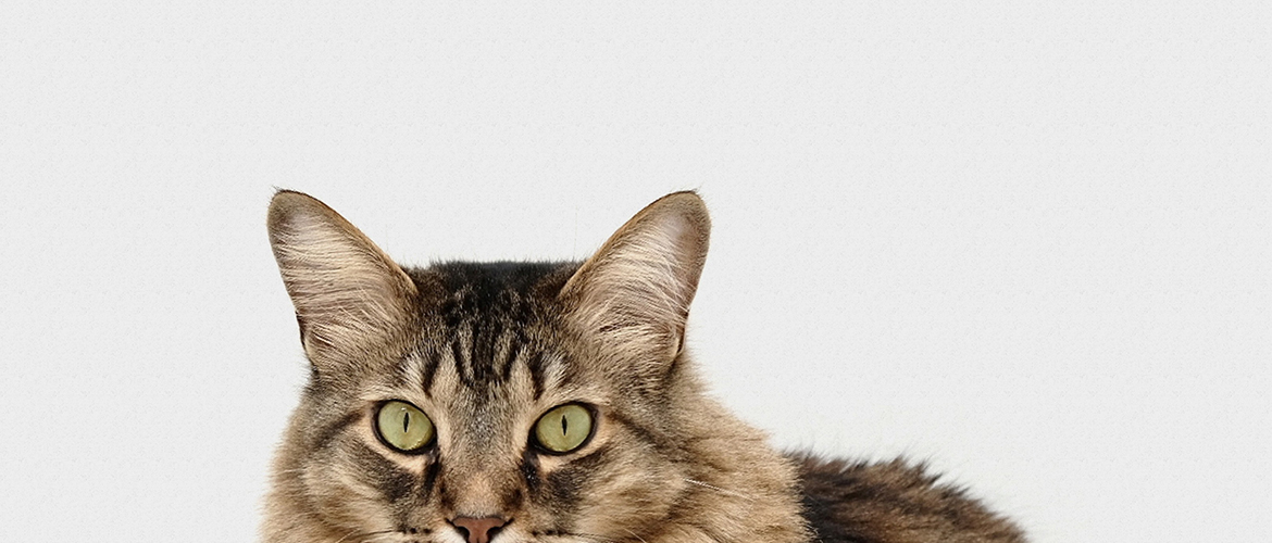 A maine coon cat in front of a white background.