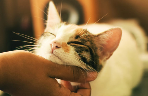 How does CBD affect your cat?