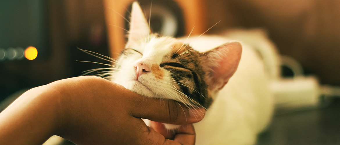 A small kitten being rubbed under its chin.