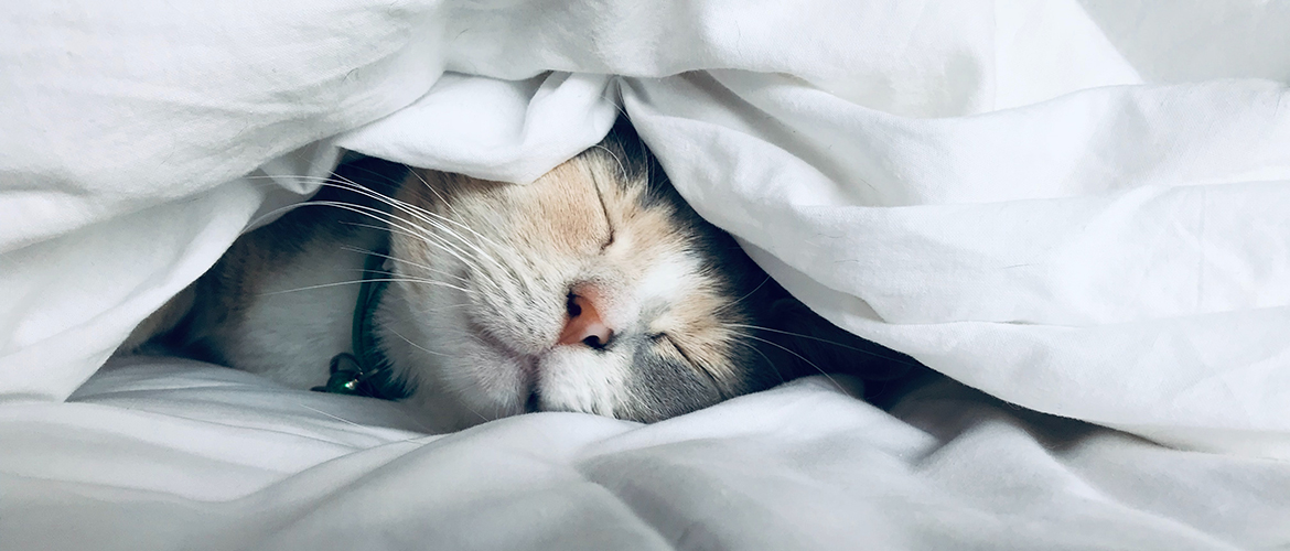 A cat sleep while under the bed sheets.