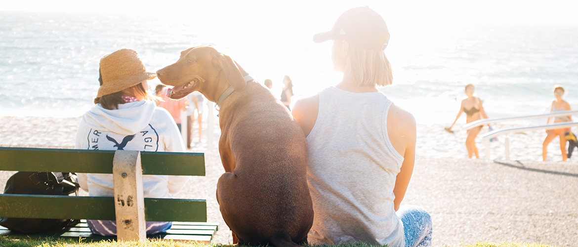 A dog and a woman sitting on a bench at the beach facing the ocean.