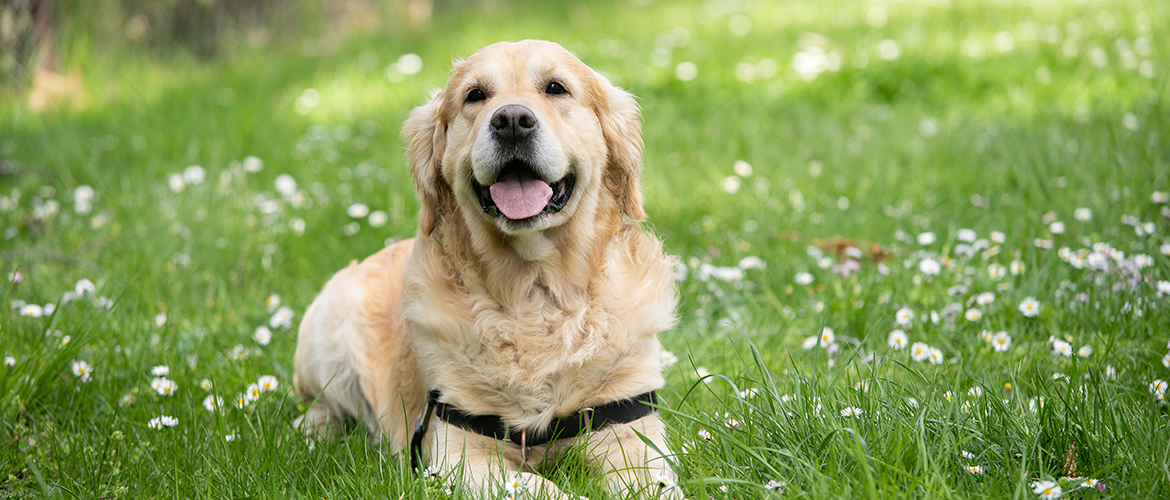 A golden retriever laying down in a meadow of grass.