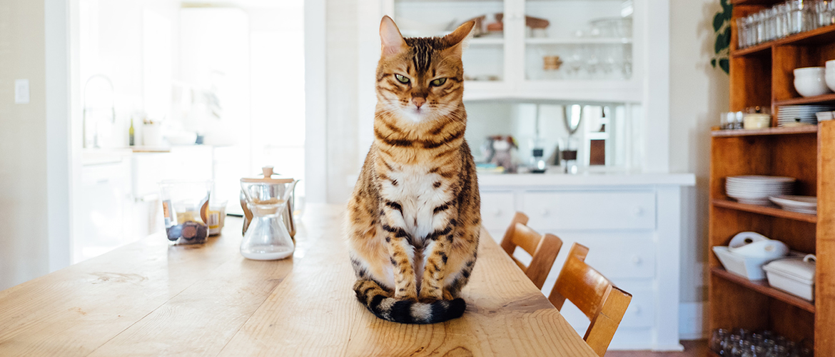 A grumpy looking cat sitting on the table.