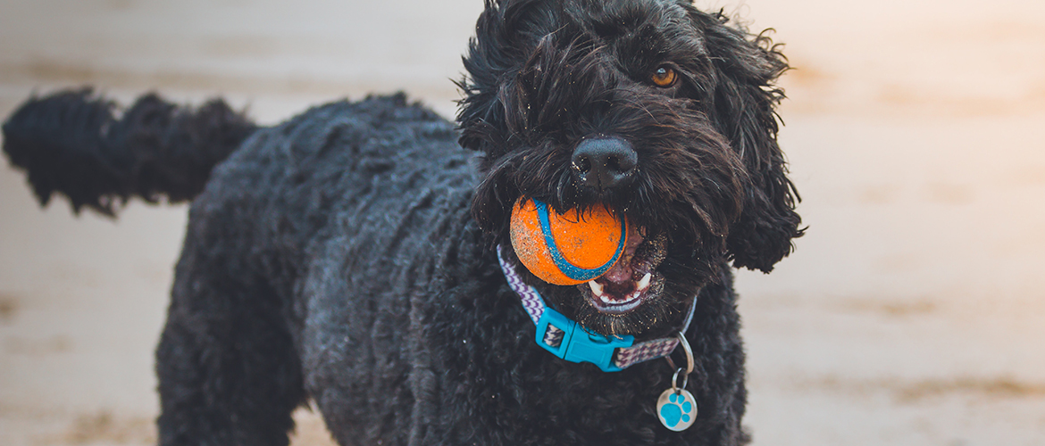 A black dog holding a blue and orange ball in its mouth.