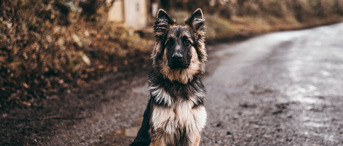 A majestic looking long-haired German shepherd on a wet road.