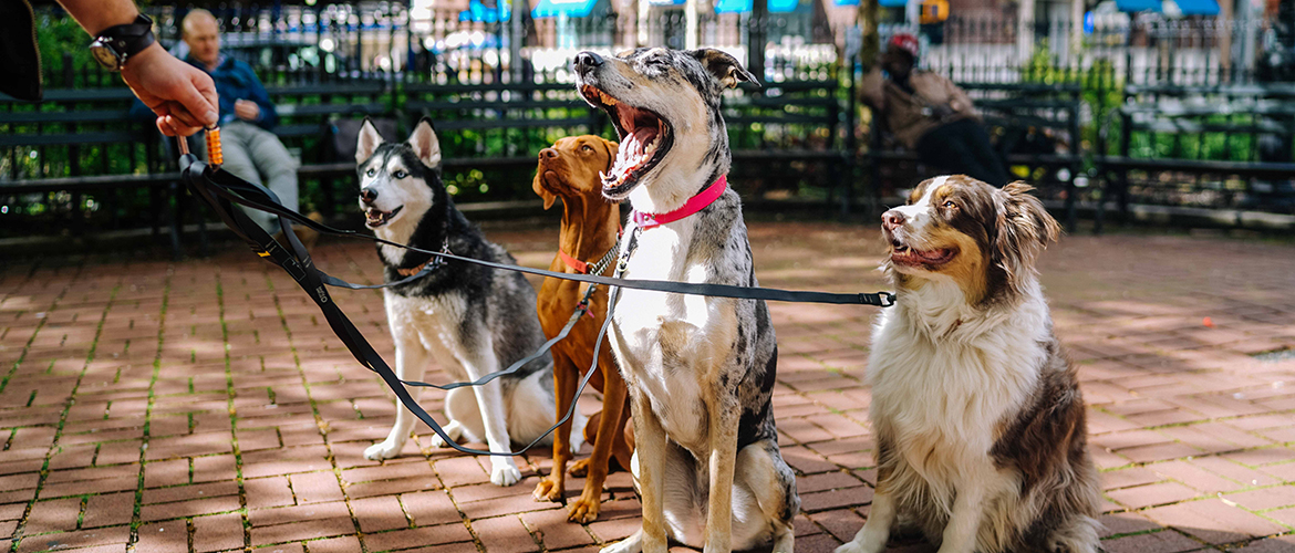 Four dogs of different breeds on a dog walker's leash.