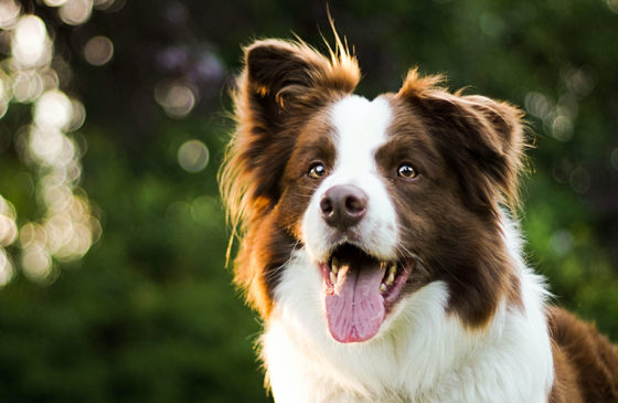 Is CBD Beneficial for Epilepsy in Dogs?
