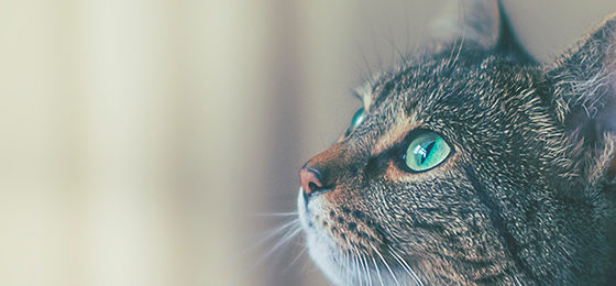 Is CBD Oil for Cats Healthy?