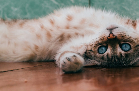 CBD for Cats : Benefits and Side Effects