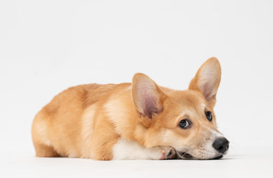 Does CBD for Dogs With Separation Anxiety Work?