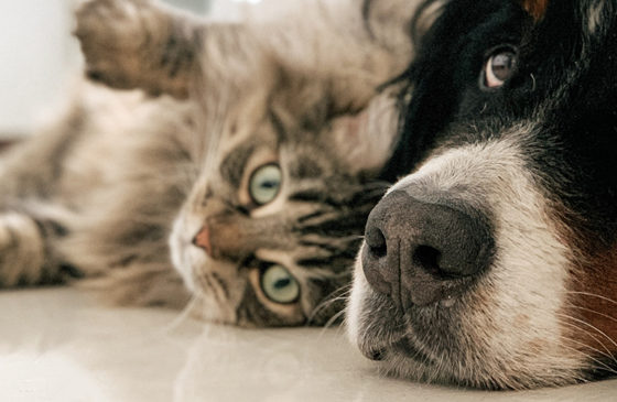 The Ultimate Guide to Natural Pain Relief for Dogs and Cats