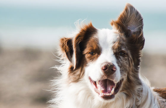 CBD for dogs: How to get them to take it
