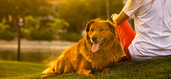 Pets and Mental Health: What’s the Connection?