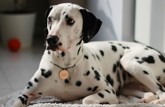 How CBD Oil Works For Dog Joint Pain
