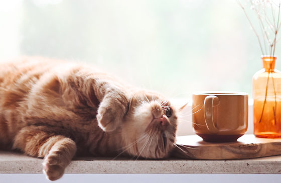 CBD: A Great Ingredient for Cat Treats
