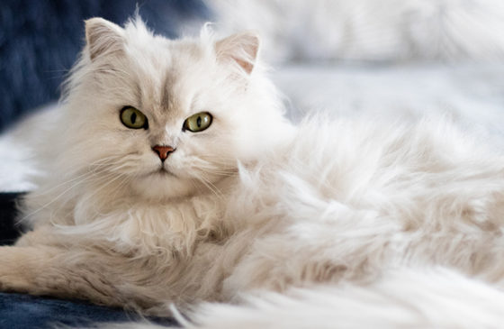 Is It True That Cats Are Therapeutic for Seniors?