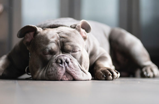 Can CBD Oil Help My Dog’s Snoring?