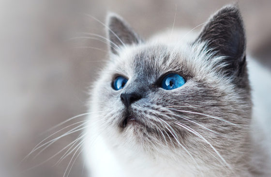 What Are CBD for Cats Benefits?