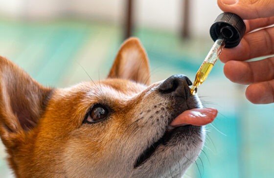 CBD oil for dogs side effects & how it can help