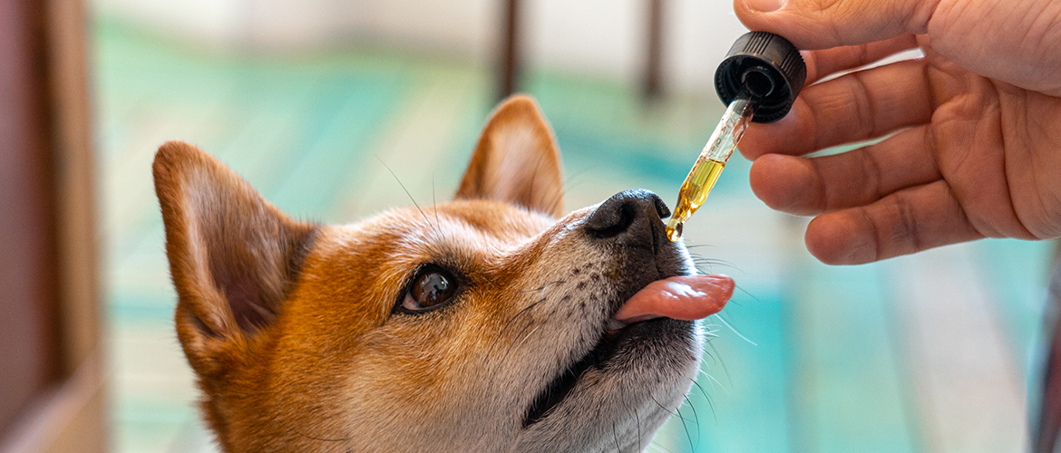 A Shiba licking at a dropper of CBD oil for dogs.