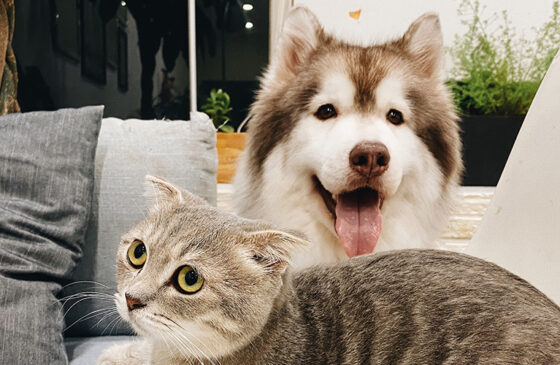 CBD for pets – can it help my buddy?