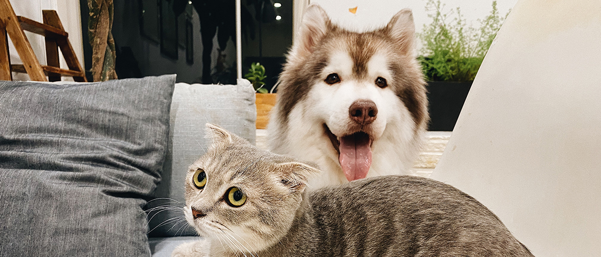 A dog with its tongue out sitting behind a cat on a couch.