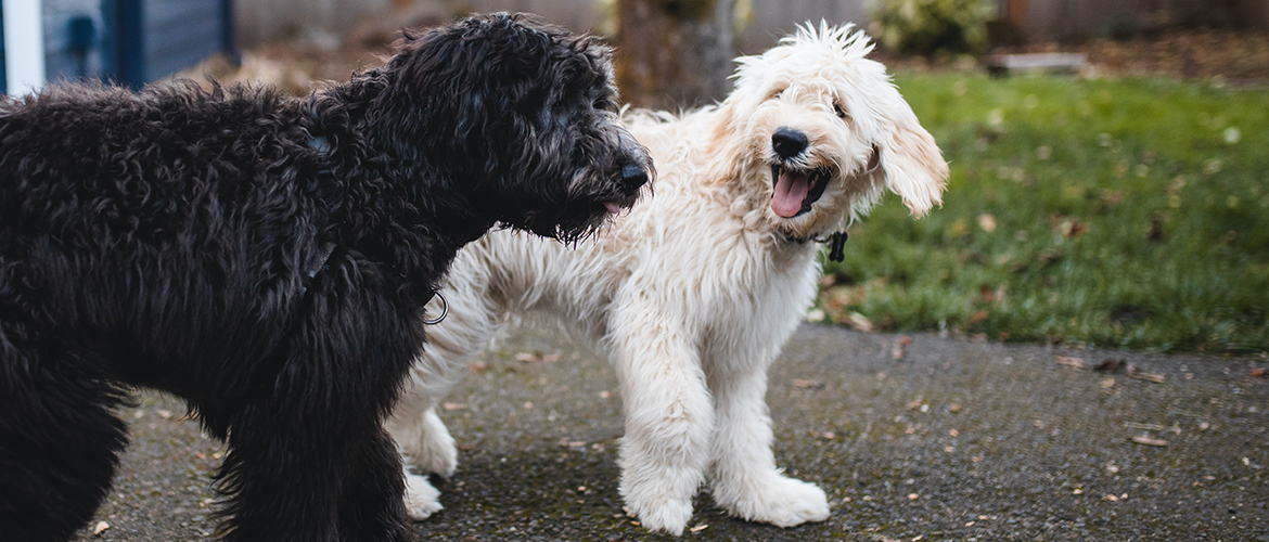 A black dog and a white dog happily playing with each other.