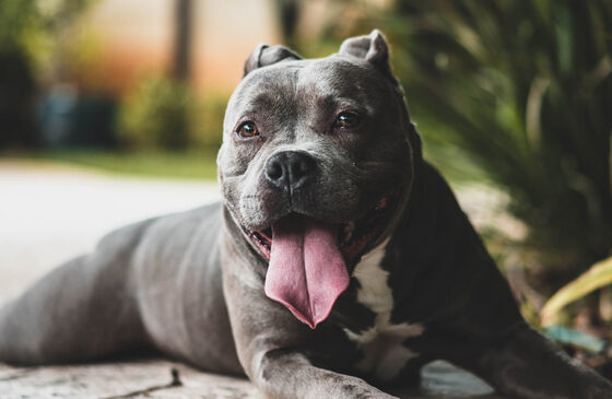 CBD Oil Dose For Dogs: What’s The Best?