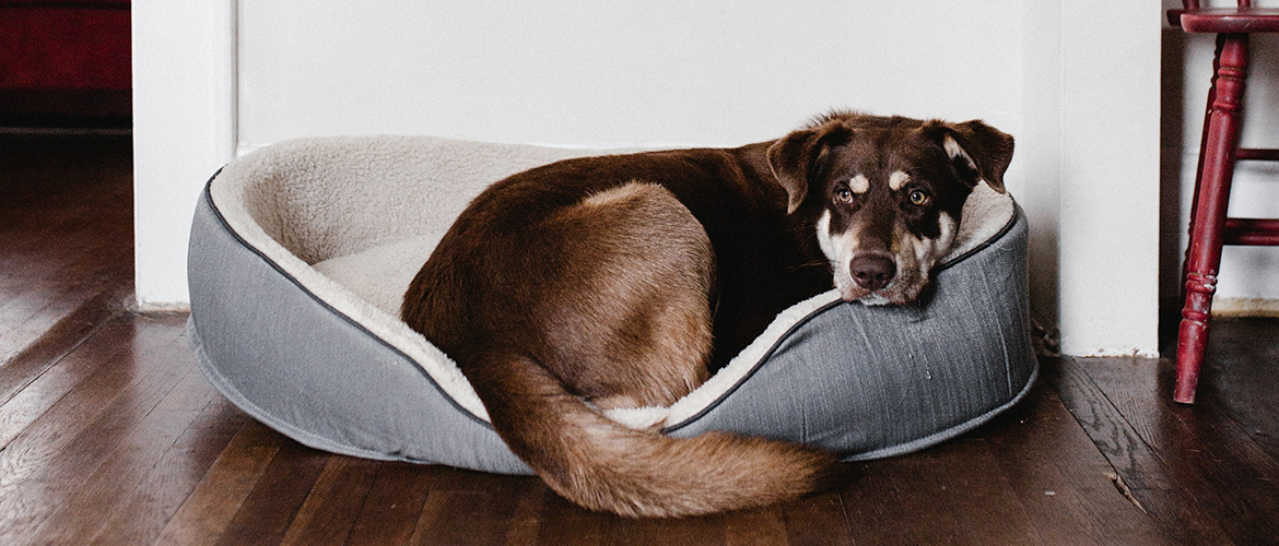 brown dog laying on a dog bed