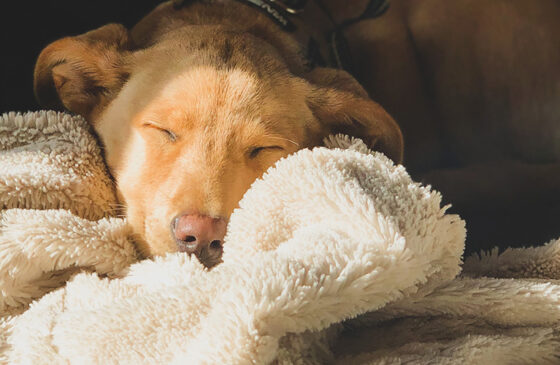 Stop Dog Snoring : Causes and Remedies
