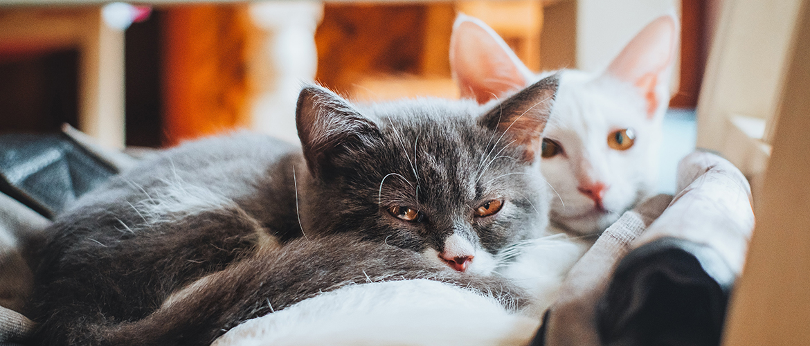 A gray sleepy cat resting its head.
