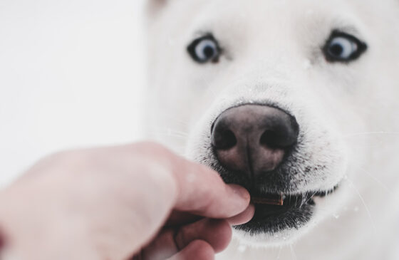Are CBD Treats Good For Dogs?