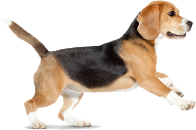 excited beagle dog