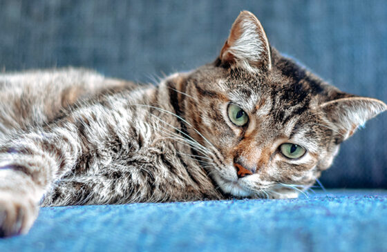 CBD For Cats: What Can I Give My Cat For Pain?