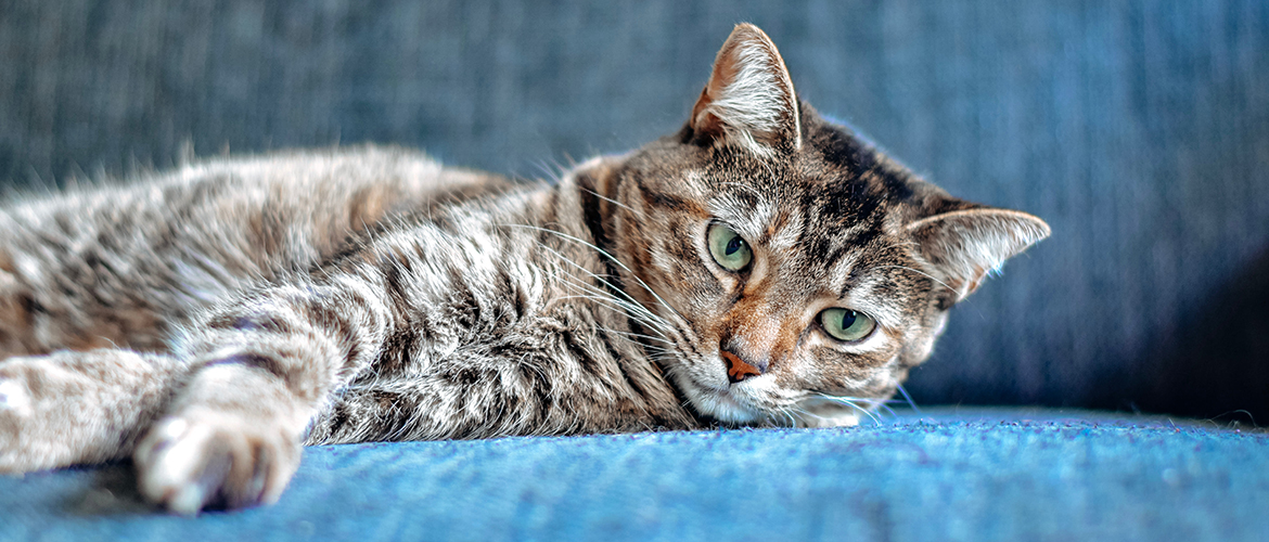 Cat laying on a blue couch