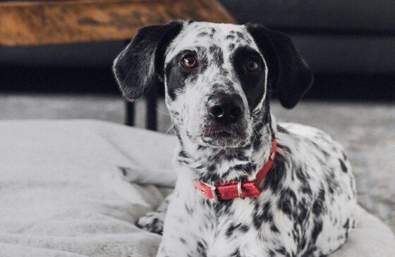 CBD Dog Treats For Separation Anxiety