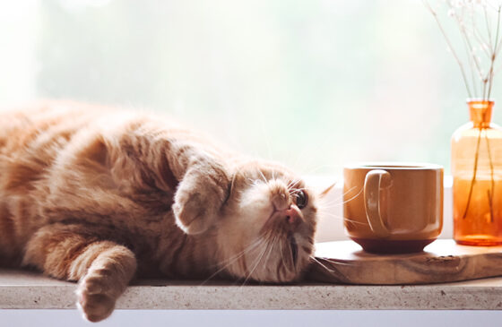 Can You Give Cats CBD? Everything You Need To Know About CBD and Cats