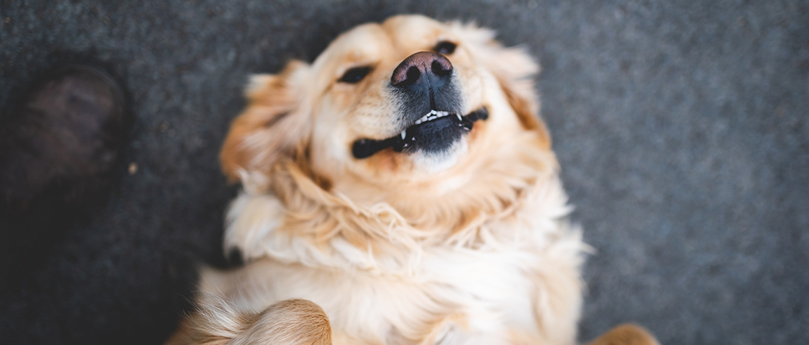 a smiling dog laying on its back