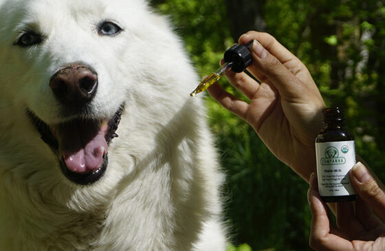 Can CBD Oil Help Dogs With Epilepsy?