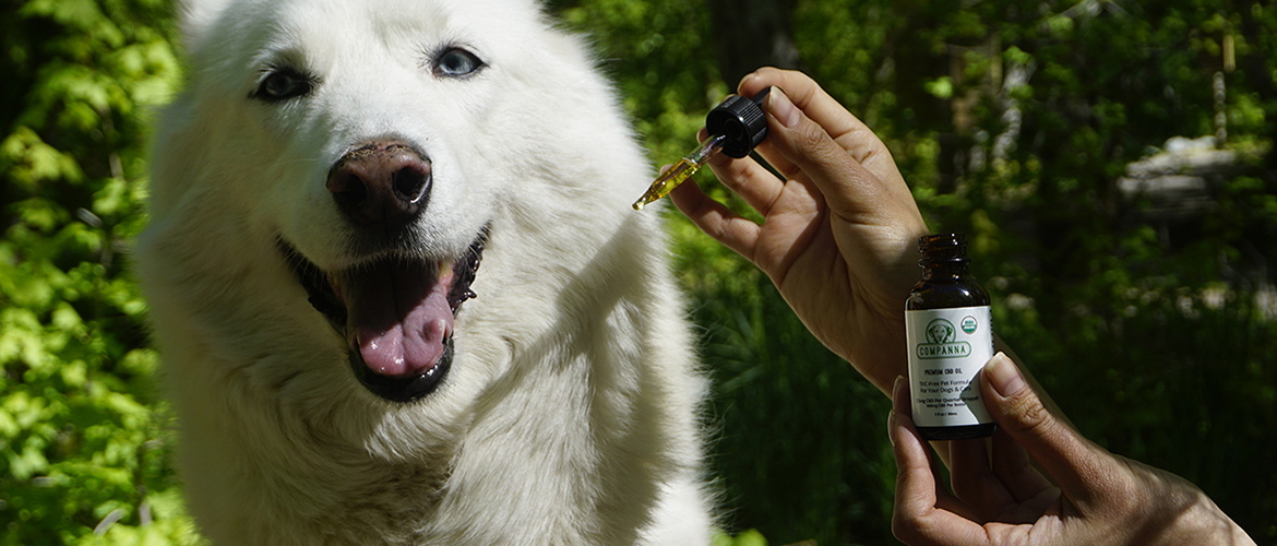 a white dog with a vial of cbd